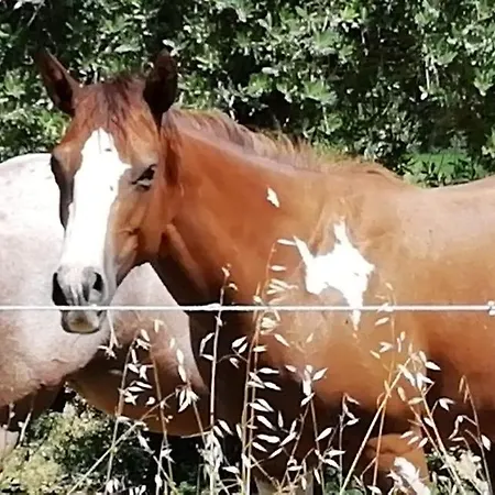 Sorelle Biologiche ファームステイ