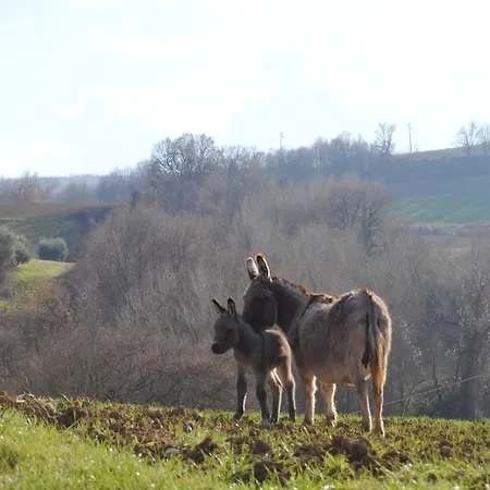 Sorelle Biologiche * Monte Castello di Vibio