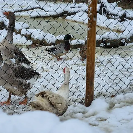 Sorelle Biologiche *