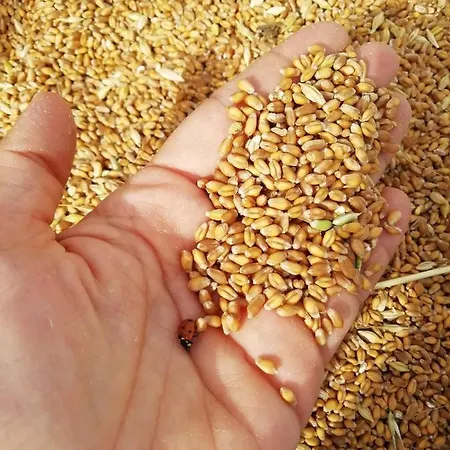 Sorelle Biologiche Vakantieboerderij *