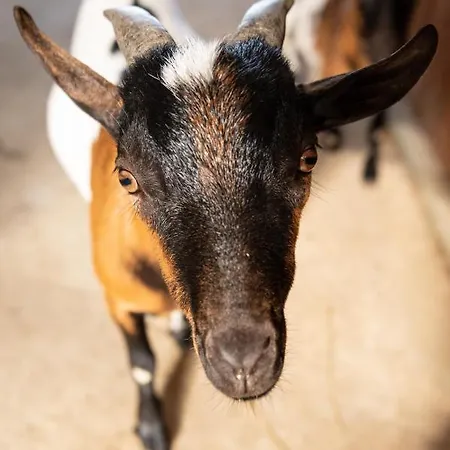 Sorelle Biologiche Vakantieboerderij Monte Castello di Vibio