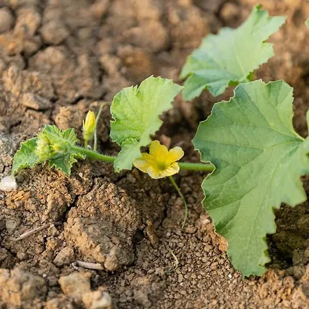 Sorelle Biologiche *