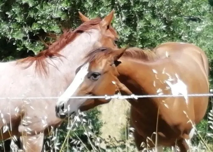 Vakantieboerderij Sorelle Biologiche