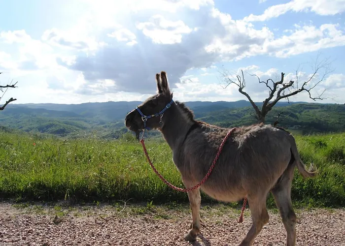 Alloggio per agriturismo Sorelle Biologiche *