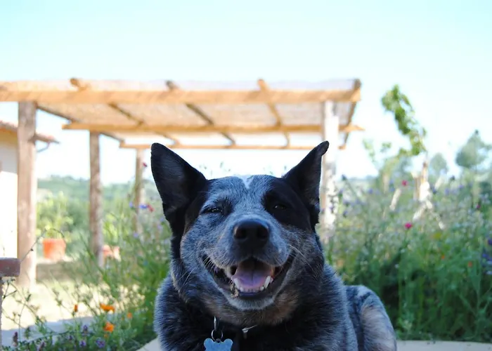 Sorelle Biologiche Alloggio per agriturismo Monte Castello di Vibio