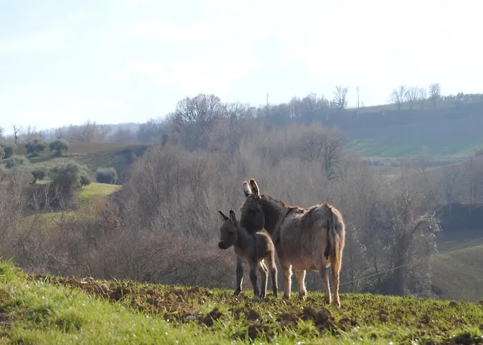 Sorelle Biologiche * Monte Castello di Vibio