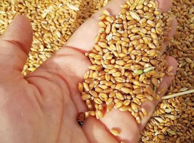 Sorelle Biologiche Alloggio per agriturismo *